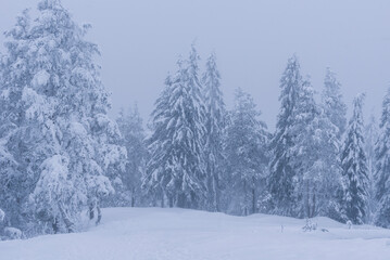 Fototapeta premium winter, scene, winter landscape, winter scene, blue, snowed tree, nature, landscape, background, forest, garden, wallpaper, vintage, trees, design, scenery, snow, beautiful, environment, light, magic,