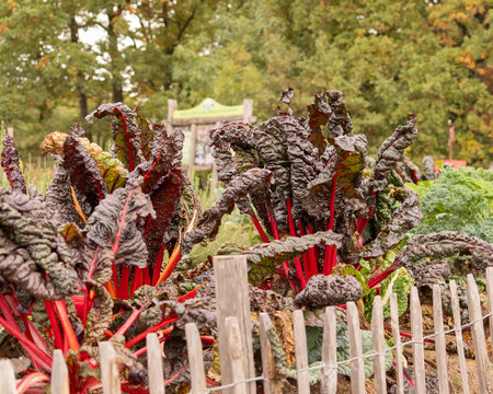 photo exemple de culture en permaculture, en &eacute;t&eacute; avec des l&eacute;gumes vari&eacute;s