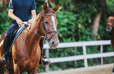 A person riding a brown horse in a leafy outdoor setting, showcasing equestrian sport and leisure....