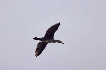 Obraz premium Great Cormorant (Phalacrocorax carbo) in flight against a cloudy sky