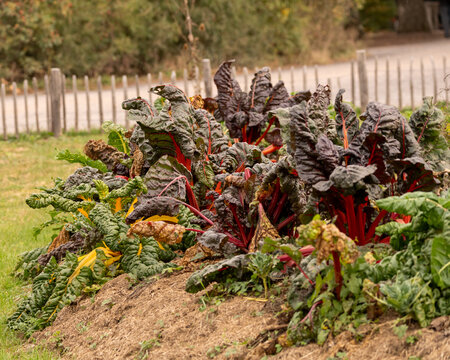 photo exemple de culture en permaculture, en &eacute;t&eacute; avec des l&eacute;gumes vari&eacute;s, sur lit de foin, butte de permaculture