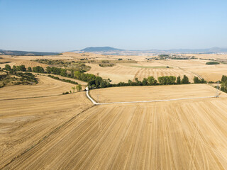 Obraz premium Cereal fields around Pamplona. Navarre