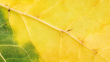 Close-up of a yellow and green leaf showcasing intricate vein patterns.
