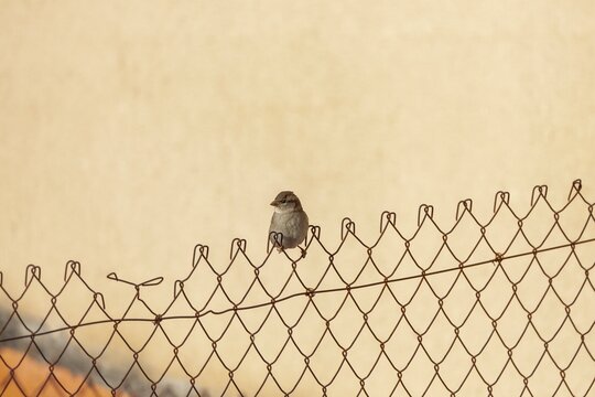 House Sparrow (Passer Domesticus) also called "pardal" or "chilero", perched on a metal fence.