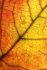 Obraz premium Autumnal Leaf Veins: A Mesmerizing Kaleidoscope of Colors