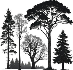 Obraz premium silhouettes of trees