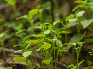 冬の森の緑色の草達