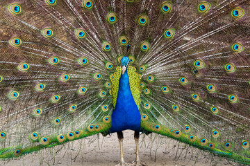 peacock with feathers out