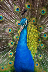 Obraz premium peacock with feathers out