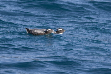 Fototapeta premium Japanese Murrelet or Crested Murrelet (Synthliboramphus wumizusume) two swimming together off Hyuga, Kyushu, Japan. The survival of this rare species is described as 'Vulnerable'.