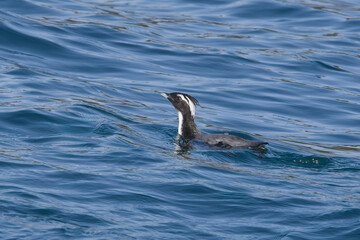 Naklejka premium Japanese Murrelet or Crested Murrelet (Synthliboramphus wumizusume) swimming off Hyuga, Kyushu, Japan. The survival of this rare species is described as 'Vulnerable'.