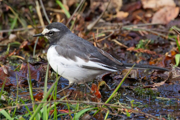 Fototapeta premium Japanese Wagtail, (Motacilla grandis), foraging in wet leaf litter, Honshu, Japan.