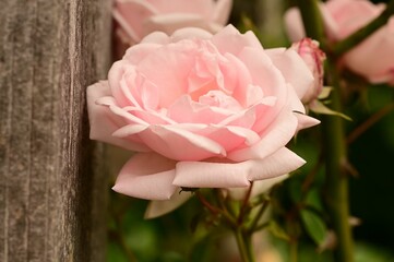 Close-up of a delicate pink rose blooming against a wooden fence with a lush green background.