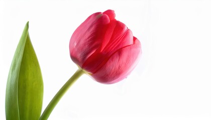 Elegant Red Tulip on a White Background. Perfect for International Women's Day, 8th March Greetings, Spring Themed Invitations, Floral Design Projects, and Seasonal Decoration Concepts