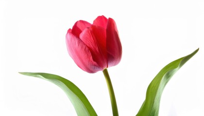 Fototapeta premium Elegant Red Tulip on a White Background. Perfect for International Women's Day, 8th March Greetings, Spring Themed Invitations, Floral Design Projects, and Seasonal Decoration Concepts