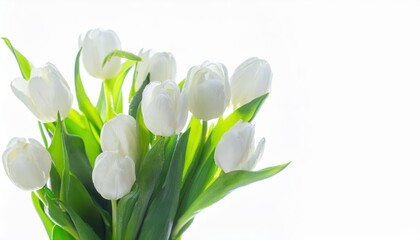 Elegant White Tulips for 8 March. Fresh Spring Bouquet Symbolizing Renewal, Purity, and Celebration of Women&rsquo;s Day. Perfect for Greeting Cards, Social Media Posts, and Floral Design Inspirations
