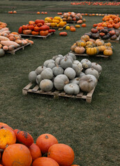 pumpkins and gourds in autumn