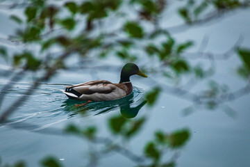 Fototapeta premium Autumn at Lake Bled