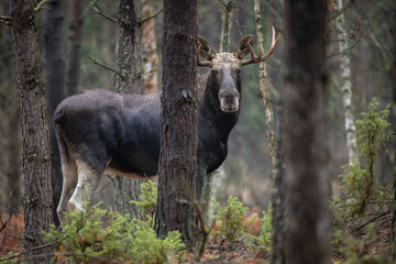 Mammals male bull Moose ( Alces alces ) North part of Poland, Europe dark foggy morning in autumn...