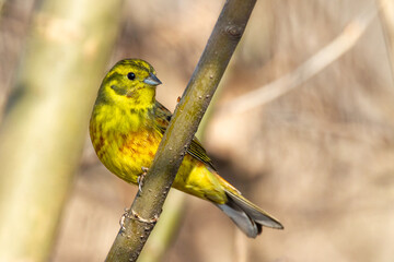 Bird - Yellowhammer Emberiza citrinella on the branch amazing warm light spring time Poland Europe