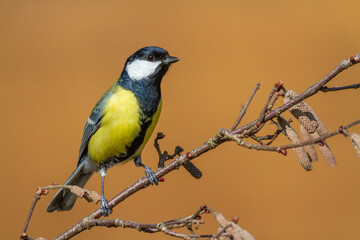 Fototapeta premium Colorful great tit ( Parus major ) perched on a tree, photographed in horizontal, winter time, blurred background