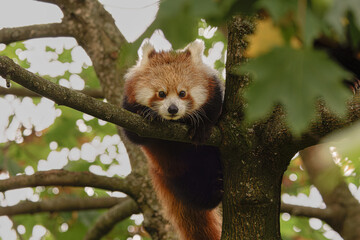 Red Panda with beautiful colors