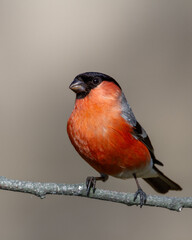 Bird - male Bulfinch on blurred background, wildlife Poland Europe