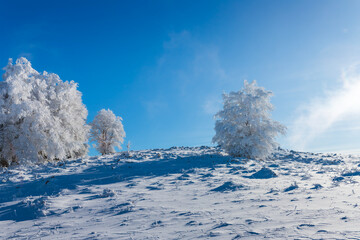 A peaceful winter scene with frost-covered trees under a bright blue sky. The untouched snow and...