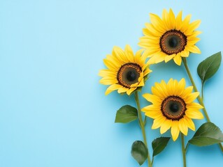 Obraz premium Three Sunflowers on a Blue Background