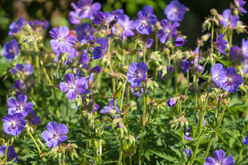 Geranium pratense flowers
