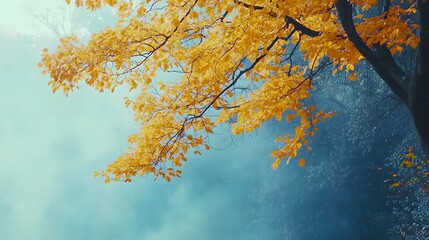 Fototapeta premium In the misty forest, there is an autumn beech tree with golden leaves in full bloom. The background features blue and white vertical stripes of foggy trees.