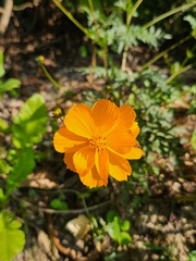 Cosmos sulphureus, yellow cosmos, orange cosmos .