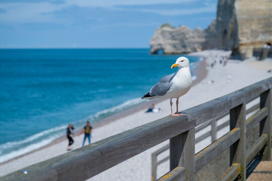 Am Meer in der Normandie, M&ouml;we auf einem Gel&auml;nder in Etretat, Normandie Frankreich