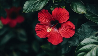 Obraz premium A vibrant red hibiscus flower surrounded by lush green leaves.