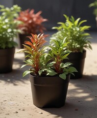 Fototapeta premium Alternanthera brasiliana seedlings in a planter with other plants, brasiliana, seedlings