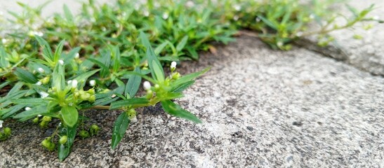 Between natural results from nature and man-made results