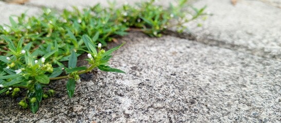 Between natural results from nature and man-made results