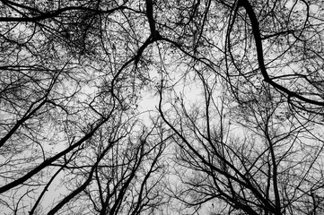 Tree black branch isolated on white. Black and white trees silhouettes on sky background. Bare branches trees in winter. Forest pattern texture. Halloween concept.