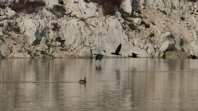 Somormujo Podiceps cristatus ve como pasan muchos cormoranes Phalacrocorax carbo por su espalda en el pantano de Beniarres, Espa&ntilde;a