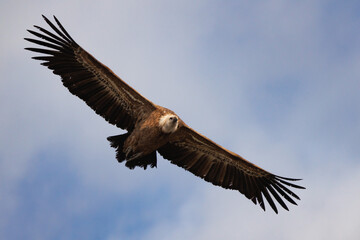 Buitre leonado gyps fulvus volando con cielo nuboso de fondo, Alcoy, España