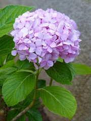 Fototapeta premium Hortensia rose