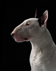 A profile view of a bull terrier indoors, with a black background. The dog is turned sideways, giving a clean and simple side portrait.