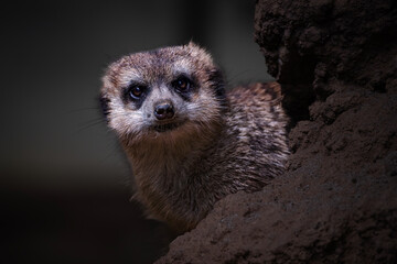 Obraz premium The meerkat or suricate cub, Suricata suricatta 