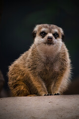 Fototapeta premium The meerkat or suricate cub, Suricata suricatta 