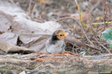 baby chicken in the grass