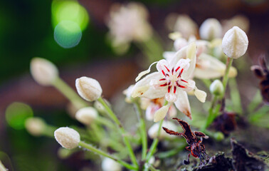 Close-up of Cocoa flowers on growing tree trunk  ,Cacao flowers on cocoa tree, macro