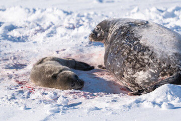 Weddell Seal pup, newborn Weddell seal, Antarctica (Leptonychotes weddellii)