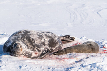 Weddell Seal pup, newborn Weddell seal, Antarctica (Leptonychotes weddellii)