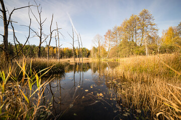 Waldsee und Moorlandschaft