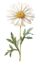 Fototapeta premium Beautiful vintage illustration of a Shasta Daisy flower with lush green leaves, perfect for botanical designs and nature themes, watercolor art